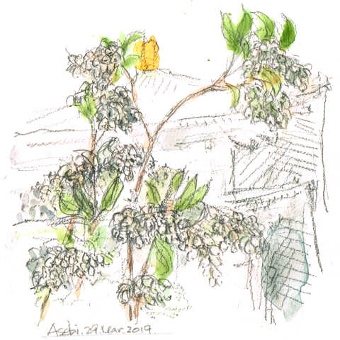 sketch