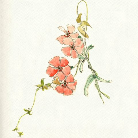 sketch