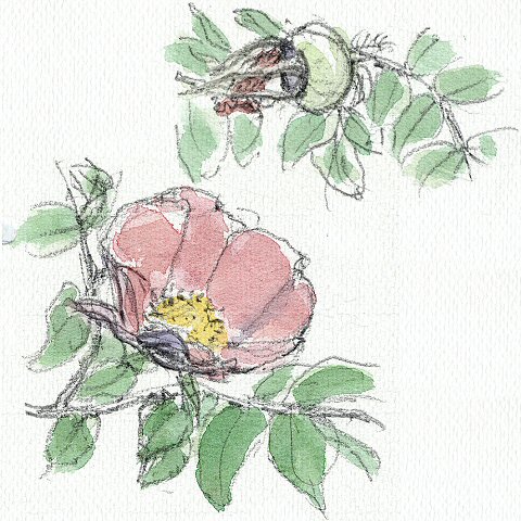sketch