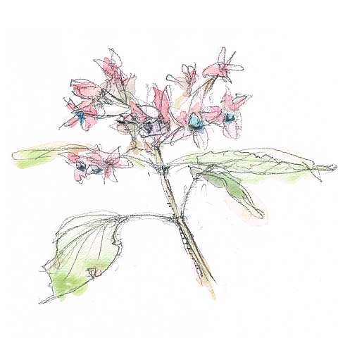 sketch