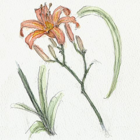 sketch