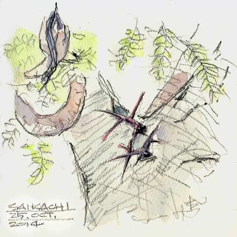 sketch