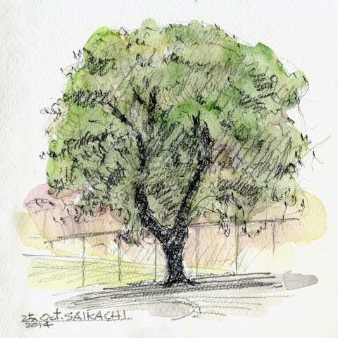 sketch