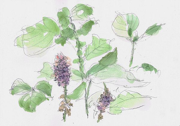 sketch