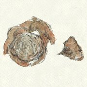 sketch